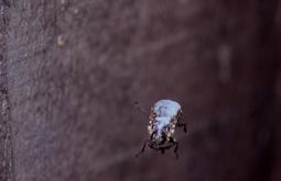 An extreme close up of a brown and white beetle hanging from a spiders thread.