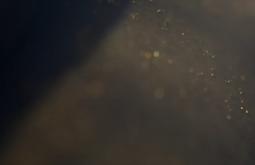 Tiny bubbles linger of the skin of an eel.