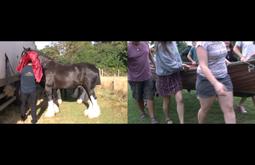 Split screen. On the left is a person feeding horses, on the right a group of 10 people carrying a paddle boat.