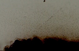 An abstract brown micro landscape of dust and silt.