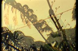 Overlayed images of ferns, trees, and a washing line.