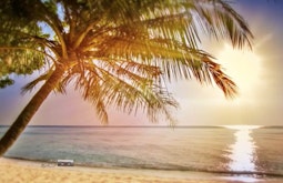 An large tropical palm tree by the sea at sunset. A superimposed amplifier sits by the waters edge.