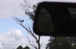 A cars rearview mirror partially obscures a view of trees and cloudy sky.