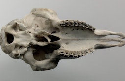 A sheep skull floats and spins slowly against a grey background.