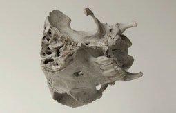 A broken animal skull floats and spins against a beige background.