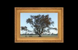 A digital painting in a gold frame of a large tree by a playing field.