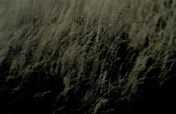 Long field grasses sway in dim evening light.