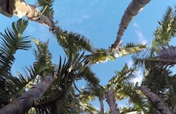 Tall palm trees are seen from below with blue skies above.