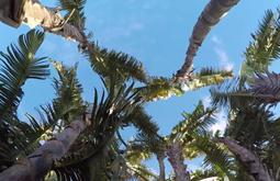 Tall palm trees are seen from below with blue skies above.