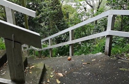 A potato rolls down concrete stairs, there is dense bush around the stairway.