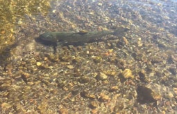 A fish swims upstream in a shallow stream.