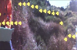 A distorted image of grasses beside a body of water. Yellow fish are superimposed swimming across the frame.