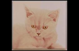 A painting of a white cat, it has fierce yellow eyes that stare out of the frame.