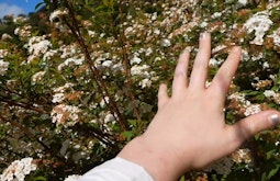 A hand reaches out to touch a bush covered in flowers.