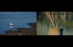 A split screen. Left image is of a white heron drinking from the shallows. The right is of a bird resting on the structural foundations of a structure out of frame.