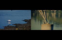 A split screen. Left image is of a white heron drinking from the shallows. The right is of a bird resting on the structural foundations of a structure out of frame.