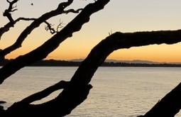 An orange sky at dusk with silhouetted trees. At the bottom of the frame read the words "I read about how the stream was once a place for washing flax garments and preparing fibres to make nets, ropes and kākahu with."