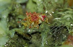 A close-up of plant matter covered in a clear thick liquid.