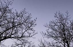 A crescent moon is framed between bare tree branches under a clear sky at dusk. At the top of the frame read the words words "I love that in its shadow, the spaces between those relation threads come to life. I see this latticework everywhere now, like whakapapa; like the vā."