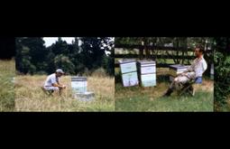 4 side-by-side images of people sitting in a chair in a field looking at bee hives.