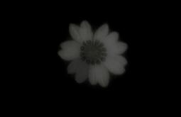 A white flower appears blurred and faint surrounded by black.