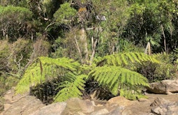 At the edge of some native New Zealand bush a large fern droops over dry brown rocks.
