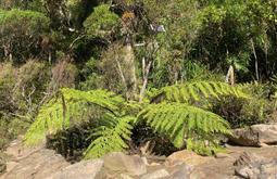 At the edge of some native New Zealand bush a large fern droops over dry brown rocks.