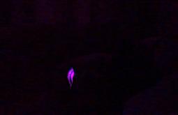 A coloured light flickers purple surrounded by black.