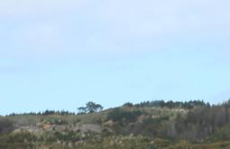 A rural hill with trees and shrubs.