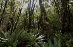 Ferns and native bush are bathed in soft sunlight.