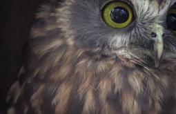 A ruru stares out of frame, its large eyes wide.