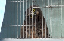 An owl stares from behind a cage's bars, its head crooked.