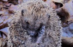 A close up of a hedgehog curled up amongst some leaves.