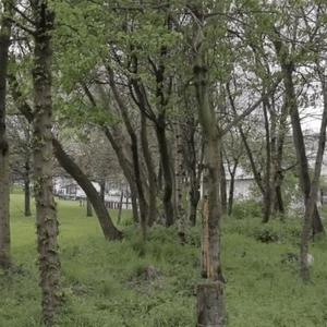 A green forest of trees on a grey day