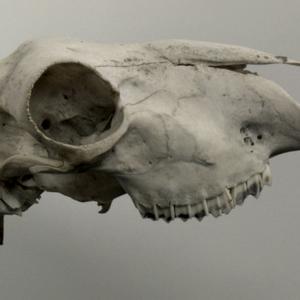 An dry white animal skull hovers against a plain white background.