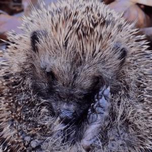 A hedgehog nessels its face into its belly amongst dead leaves in the sunlight