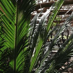 Sunlight on green palm leaves