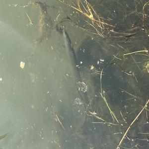 A New Zealand longfin eel swims towards the surface, partially hidden amongst water grasses and algae.