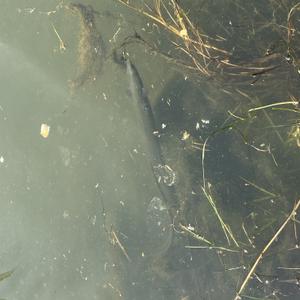 A New Zealand longfin eel swims towards the surface, partially hidden amongst water grasses and algae.