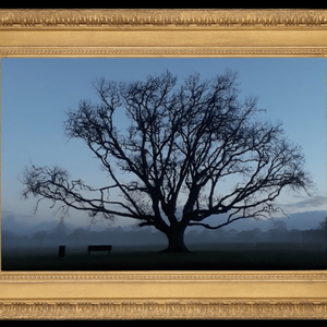 A golden frame surrounds an image of a large shadowy tree in a misty park