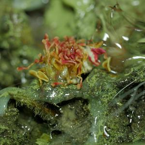 A peach coloured flower pollen-like form sits within a toxic acid-green environment. The image is very textural, wet and gooey.