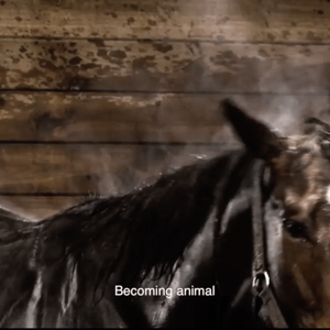 Steam rises off a horse in a stable, subtitles read "becoming animal"