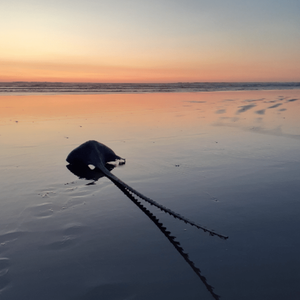 The silhoutte of a branch or shell or string-ray sits against the sky mirrored onto the sand at sunset at the beach