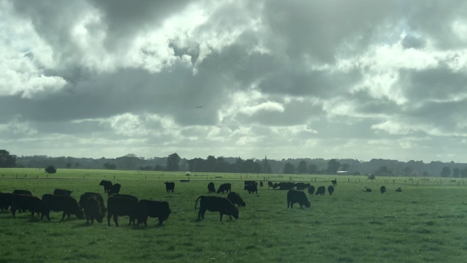 Cows graze in a field under heavy dark clouds.