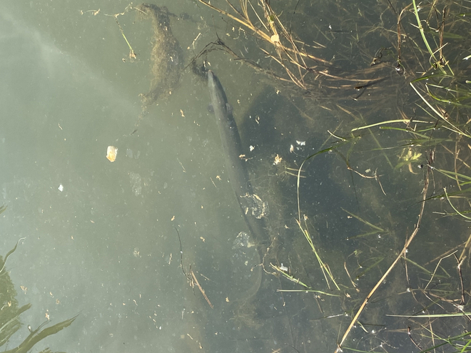 Close up shot of eels swimming in a murky green river