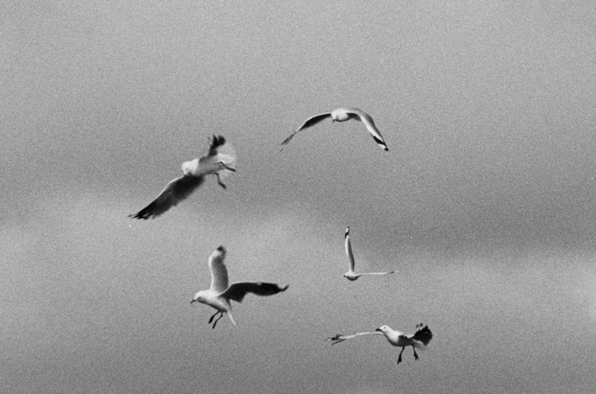 A black and white film still of five seagulls against in a grey sky