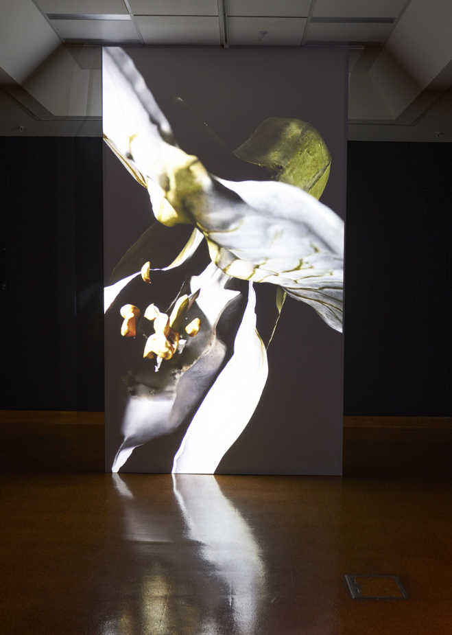 Miranda Bellamy and Amanda Fauteux, Radicant (2024). Installation view, Radicant, Hocken Gallery, Ōtepoti Dunedin, 2025. Image courtesy of Hocken Collections Te Uare Taoka o Hākena.