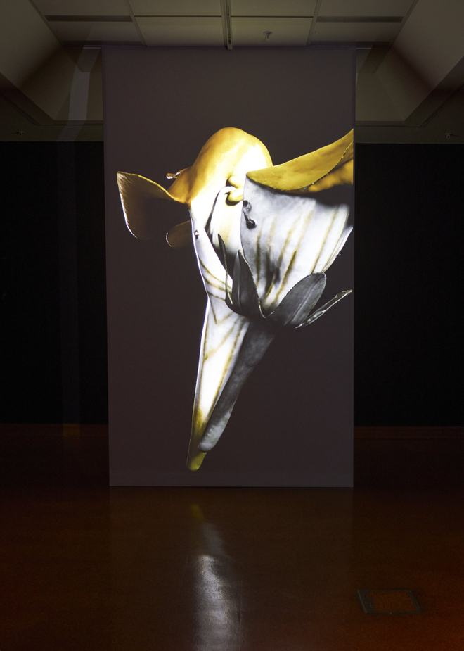 Miranda Bellamy and Amanda Fauteux, Radicant (2024). Installation view, Radicant, Hocken Gallery, Ōtepoti Dunedin, 2025. Image courtesy of Hocken Collections Te Uare Taoka o Hākena.
