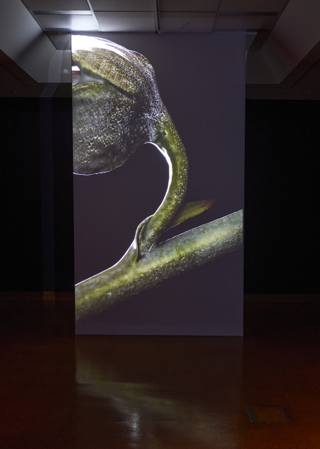 Miranda Bellamy and Amanda Fauteux, Radicant (2024). Installation view, Radicant, Hocken Gallery, Ōtepoti Dunedin, 2025. Image courtesy of Hocken Collections Te Uare Taoka o Hākena.