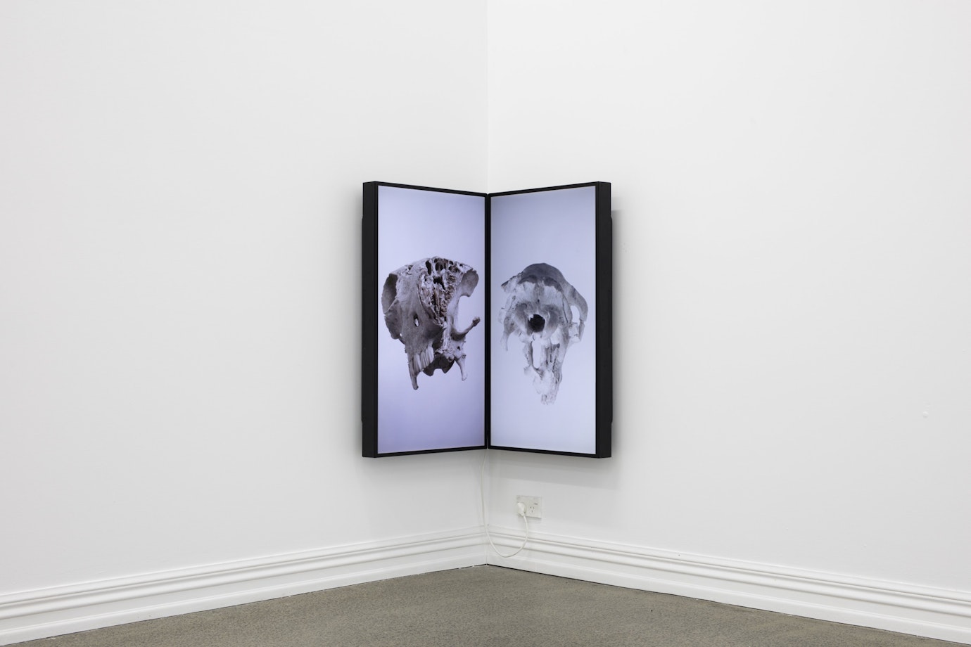 In the corner of a bare gallery two animal skulls are paired on matching LED screens